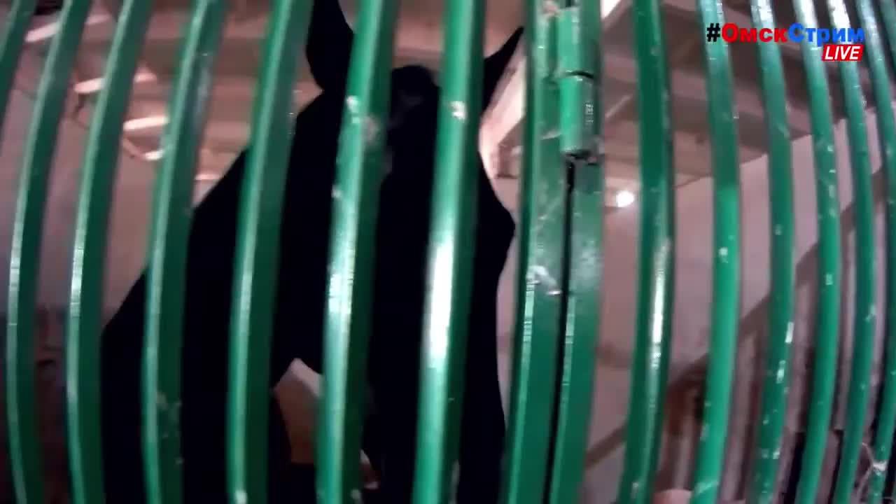 LIVE Омск - 24/7/365 #ОмскСтрим социальный онлайн-канал Омск в объективе камер!