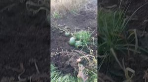 Попытка добрать волка. Что-то нашёл!)