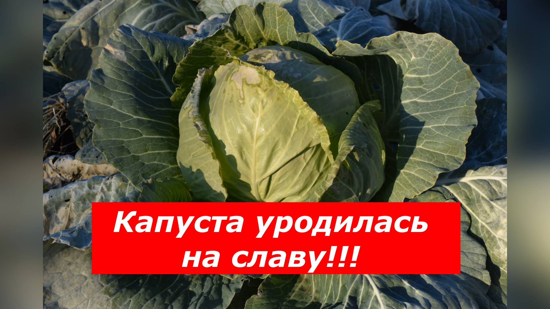 Легкий заморозок белокочанной капусте не повредит. Будет только слаще!!!