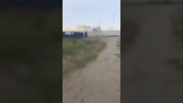 морковь про
