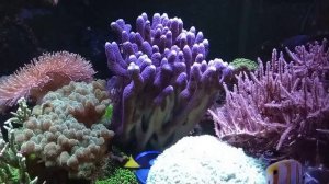 Морской аквариум 3 года.