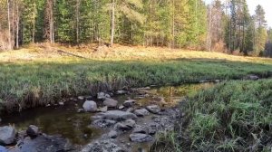 Один день в избе. От ручья до встречи с медведем на фотоловушке.
