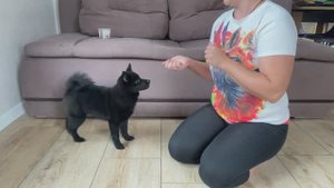 Подготовка к выставочной стойке, с чего начать занятия со щенком.