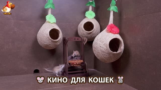 Видео для кошек про крысок развлекать питомцев 🐭🐀😂 (339)