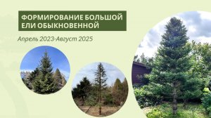 Формирование ели обыкновенной: 2023-2025