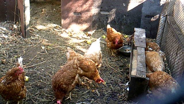 Обзор: "Куриный быт"