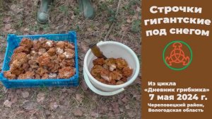 Строчки гигантские под снегом. Дневник грибника 7 мая 2024 года.