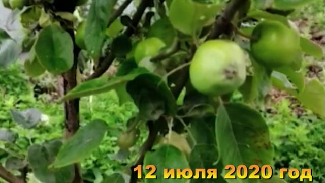 7 соток. Зреет первая клубника. Идет дождь. Хроника 12 июля 2020  год