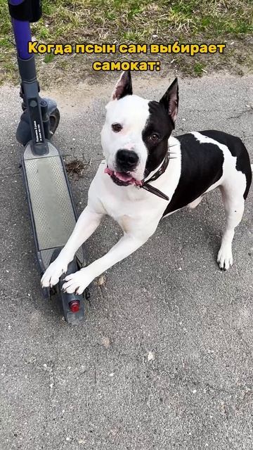 На каком самокате поедет Тао ? #shorts смотреть онлайн