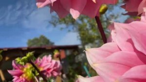 И снова  крупный розовый красивый георгин. 21 сентября.