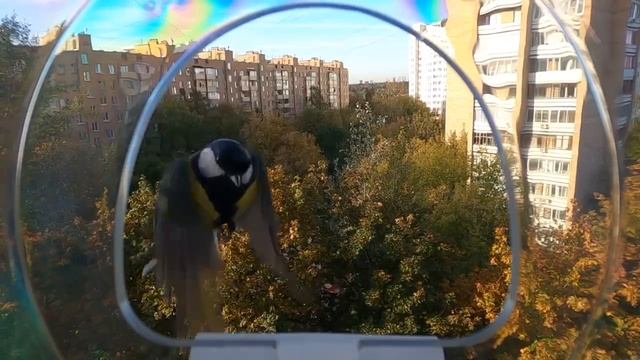 Синицы в кормушке с GoPro