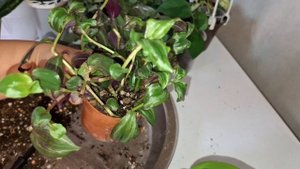 Пересадки цветочной красоты🌱🪴🌱8.10.25