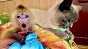 Живи, Финик, живи !!! Кошка забрала своих котят и ушла, а мы пытаемся уговорить Басика)))