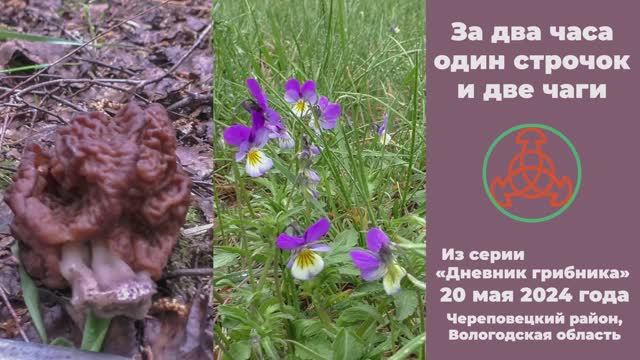 За 2 два часа один строчок и две чаги. Дневник грибника 20 мая 2024 года. смотреть онлайн
