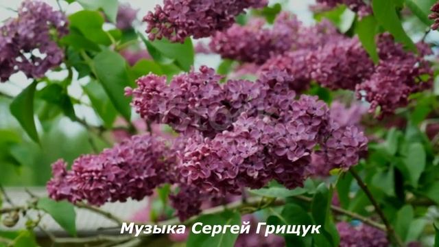 КОГДА ЦВЕТЁТ СИРЕНЬ,,  Музыка Сергей Грищук   #МУЗЫКА  #КРАСИВАЯМУЗЫКА @grishchuksergey