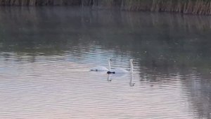 Лебеди озеро Ильмень 3