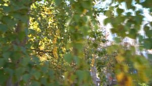 25.10.06 Золотая осень