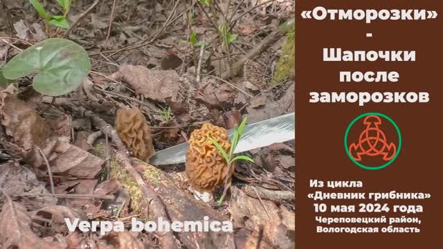 "Отморозки" - Шапочки после заморозков. Дневник грибника 10 мая 2024 года. смотреть онлайн