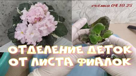 Проверяйте корни засидевших деток фиалок! Отделяю деток от листа!