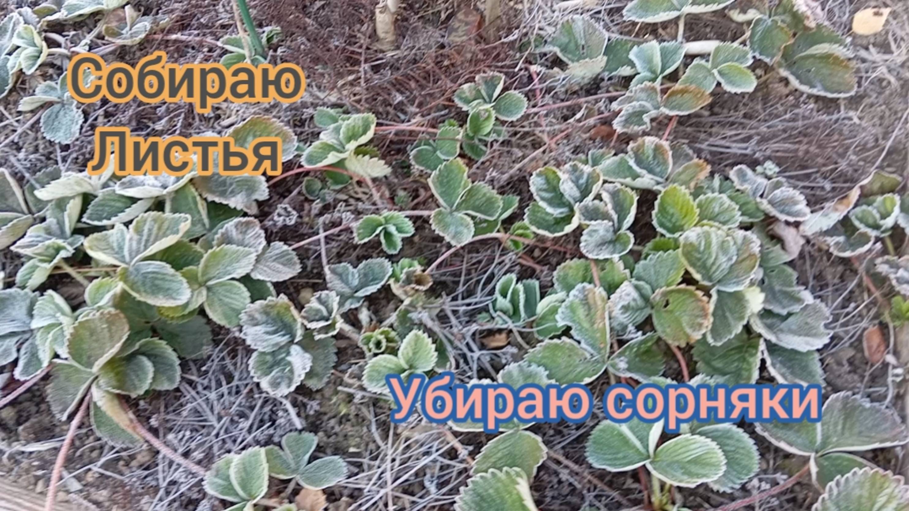 ГОТОВЛЮ УЧАСТОК К ЗИМЕ/СОБИРАЮ ЛИСТЬЯ, УБИРАЮ СОРНЯКИ. 08.10.25г