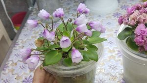 Фиалочные будни . Обзорчик для Вас 💖