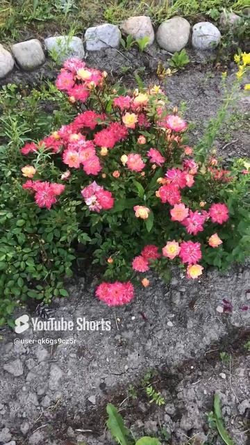 Ленинградская область. Хвойное. 29.06.2024. Дача. Цветущий куст роз