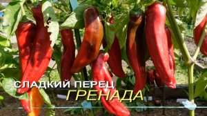 Сладкий перец ГРЕНАДА (Grenada). Обзор сортов ПЕРЦА!