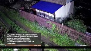 Медведи продолжают выходить в населенные пункты  08-10-2025