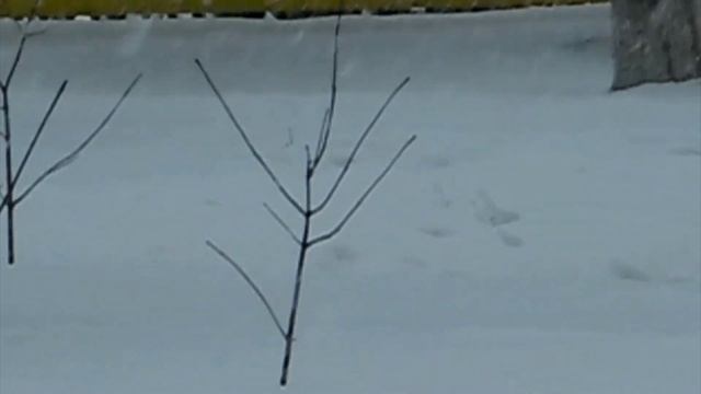 Авторское