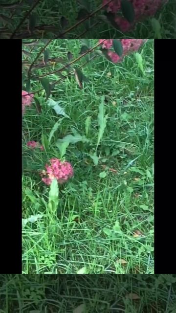 Ленобласть. Хвойное. 06.10.2025. Цветы на даче. Гортензия пурпурная до и после заморозка