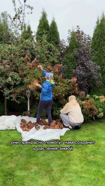 Начинаем обрезать метельчатые гортензии