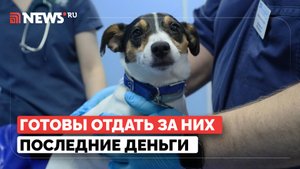 Питомцы как члены семьи. В Госдуме предложили ввести налоговый вычет на ветеринарные услуги