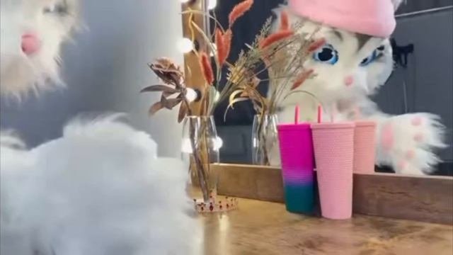 Чиловый. котик