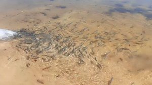 Выпуск малька в Любчино