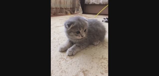 Немного о Барсике.