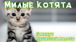 Милые котята – 5 минут пушистой милоты