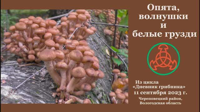 Опята, волнушки и белые грузди. "Дневник грибника" 11 сентября 2023 года. смотреть онлайн
