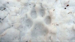 ✅  Следы диких животных на снегу.