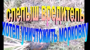Слепыш вредитель хотел уничтожить морковку. Но не тут то было!!!