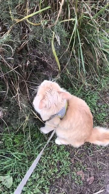 Ленобласть. Хвойное. 06.10.2025. Прогулка по селу перед возвращения с дачи в Петербург. Эпизод 12