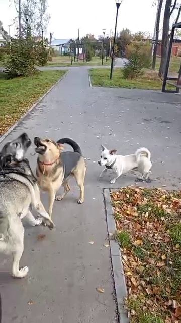 БАНДА СОБАК!!!