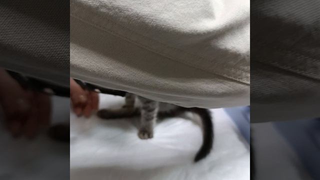 Маленький котенок просит помощи в лечении