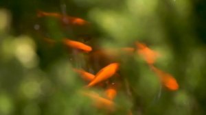 Музыка для сна