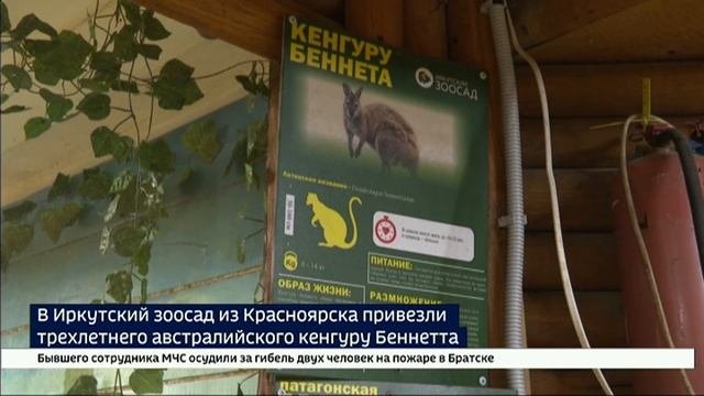 Парень общительный, но людей боится. В Иркутском зоосаде поселился кенгуру Беннетта