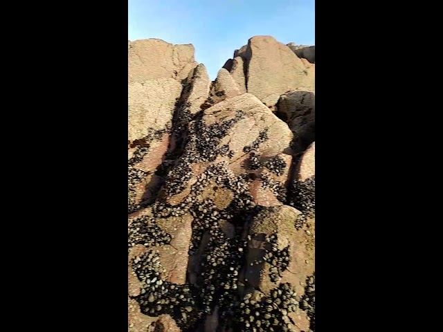 Океан и живность