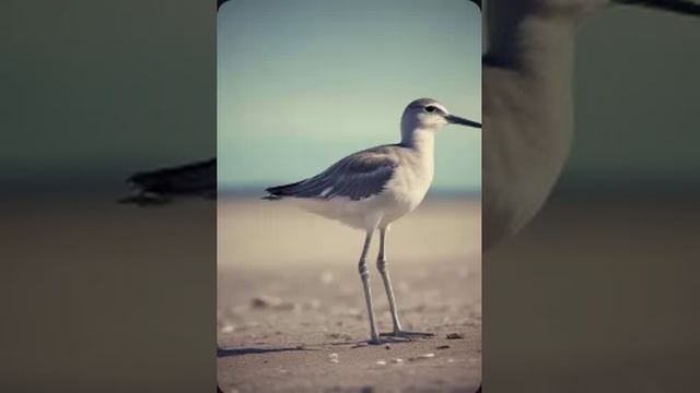 Иосиф Бродский — Кулик