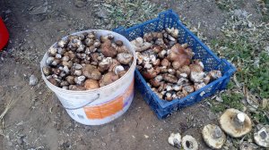 Месяц не был в лесу!! Приехал и сразу попал на Тополевую рядовку!!Грибы #2025