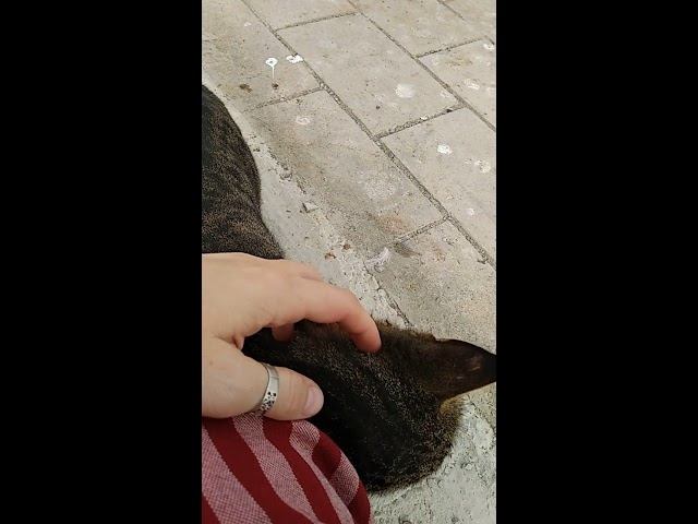 И снова кот!