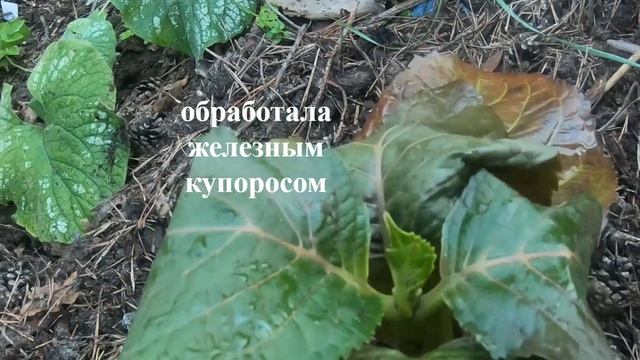 Крупнолистные гортензии после заморозков и обработок в открытом грунте.