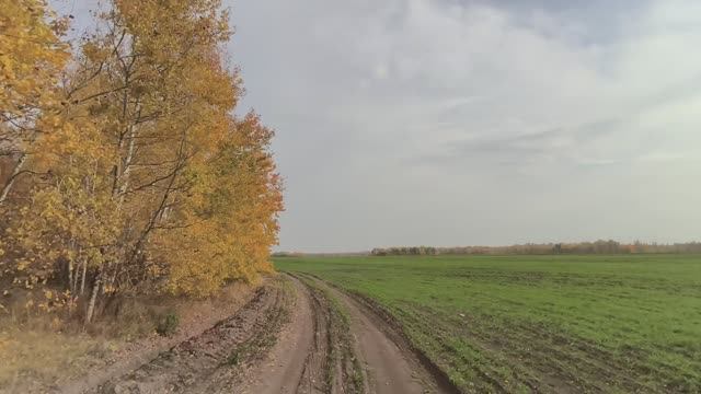 Осенний Лес РЕЛАКС 2025